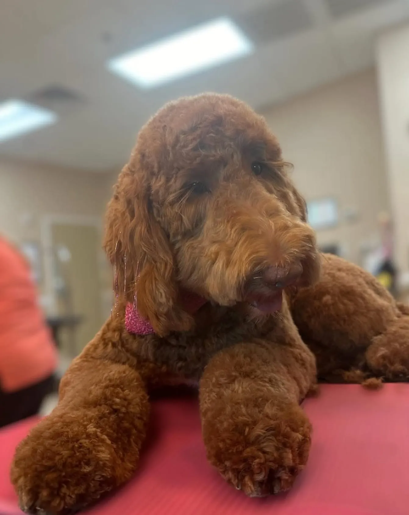 Hot Dogs Grooming & Day Spa, photo 2 of 8