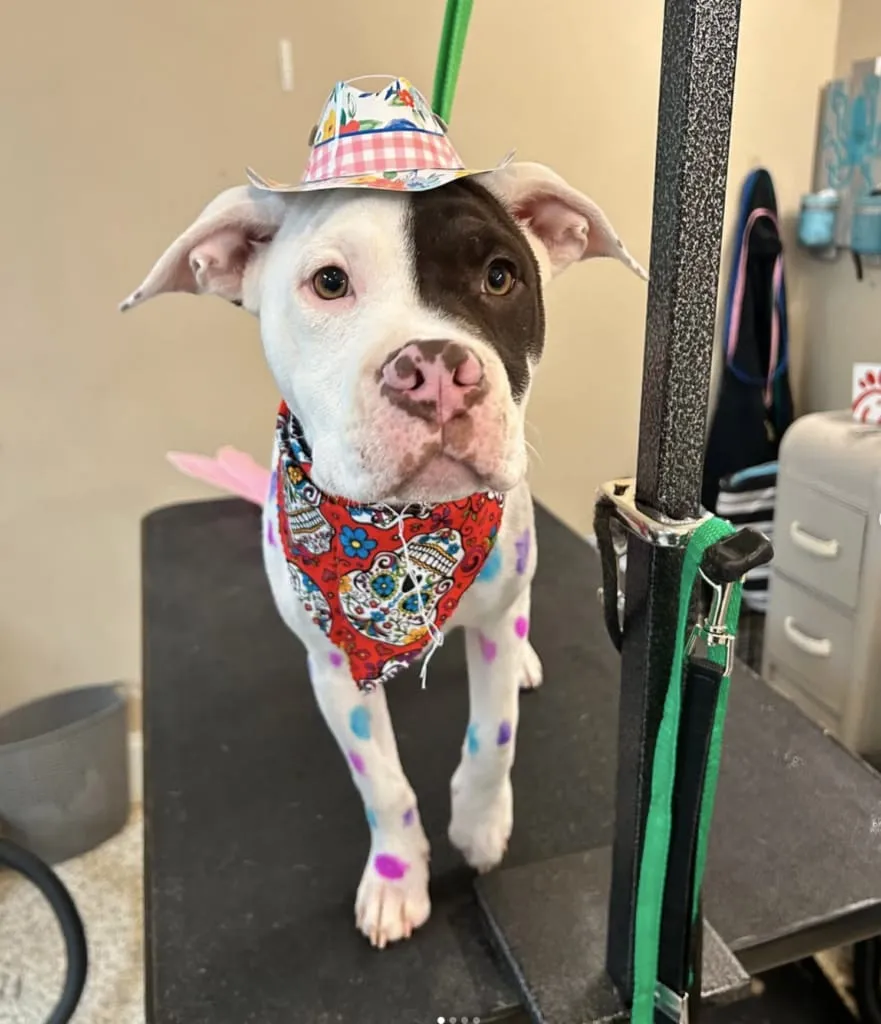 Hot Dogs Grooming & Day Spa, photo 3 of 8