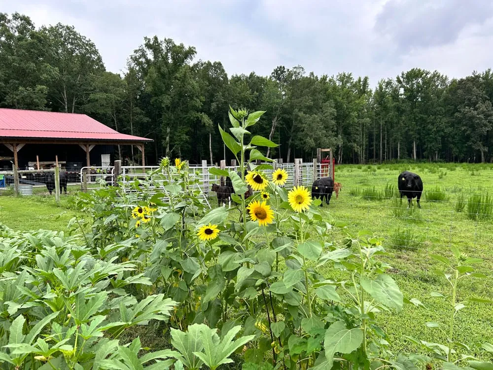 R&B Rhyne Farms, photo 3 of 5