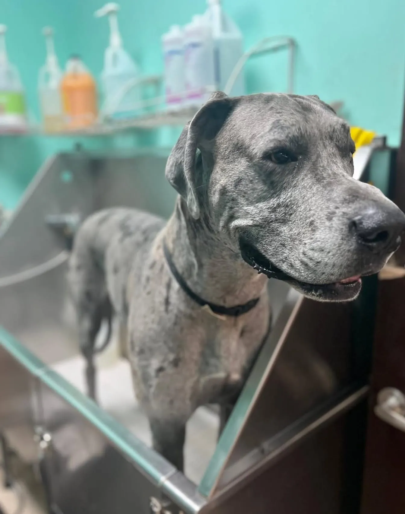 Hot Dogs Grooming & Day Spa, photo 4 of 8