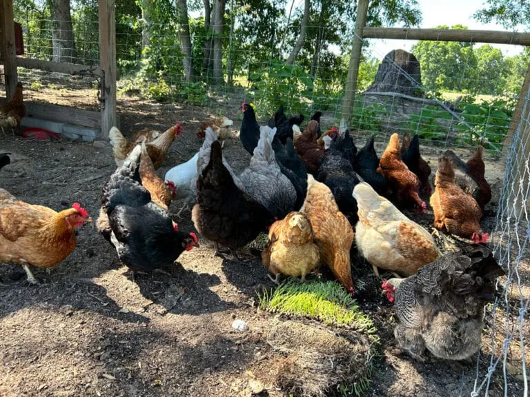 R&B Rhyne Farms, photo 4 of 5