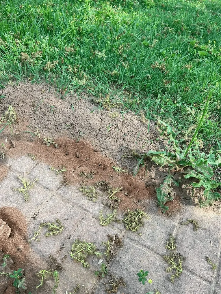 Bugs Be Gone, photo 6 of 9