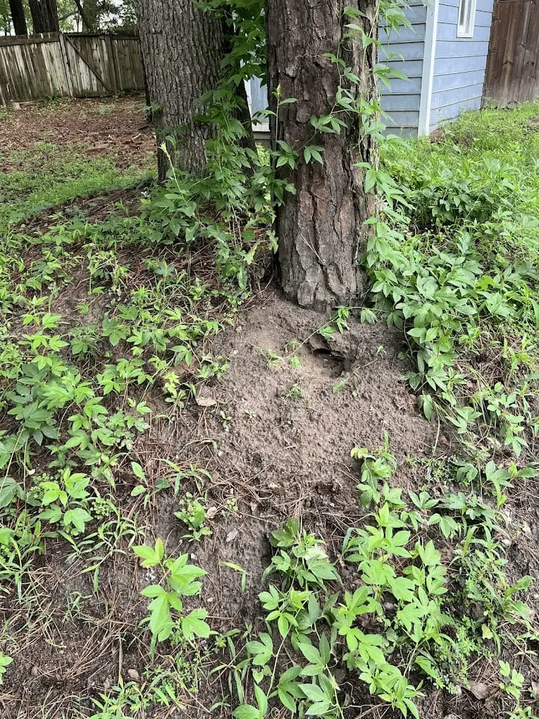 Bugs Be Gone, photo 7 of 9